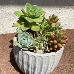 Succulents Plant 