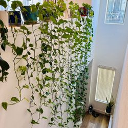 Pathos Pothos Plant Long Vines Beautiful And Healthy