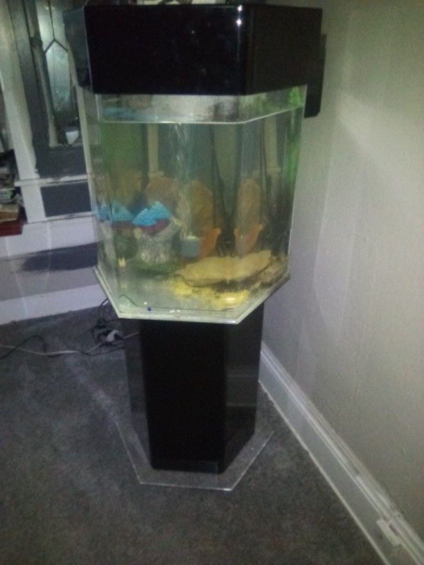 Fish Tank 