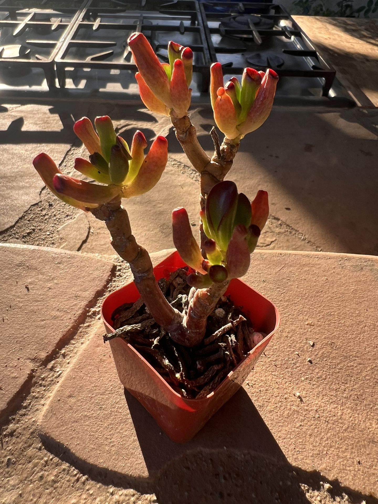 Succulents Only $1.0