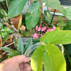 Pink Angel Wing Begonia