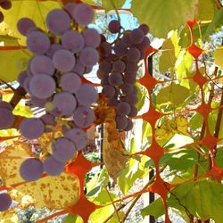 Wine Grapes And 2 Vines