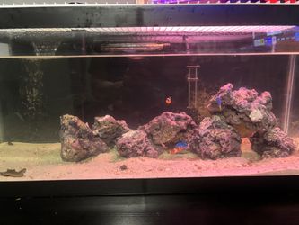 20 Wide Gallon Fish Tank