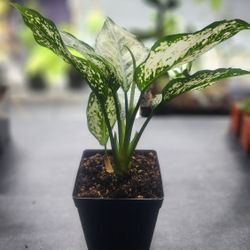 Plant - Aglaonema 