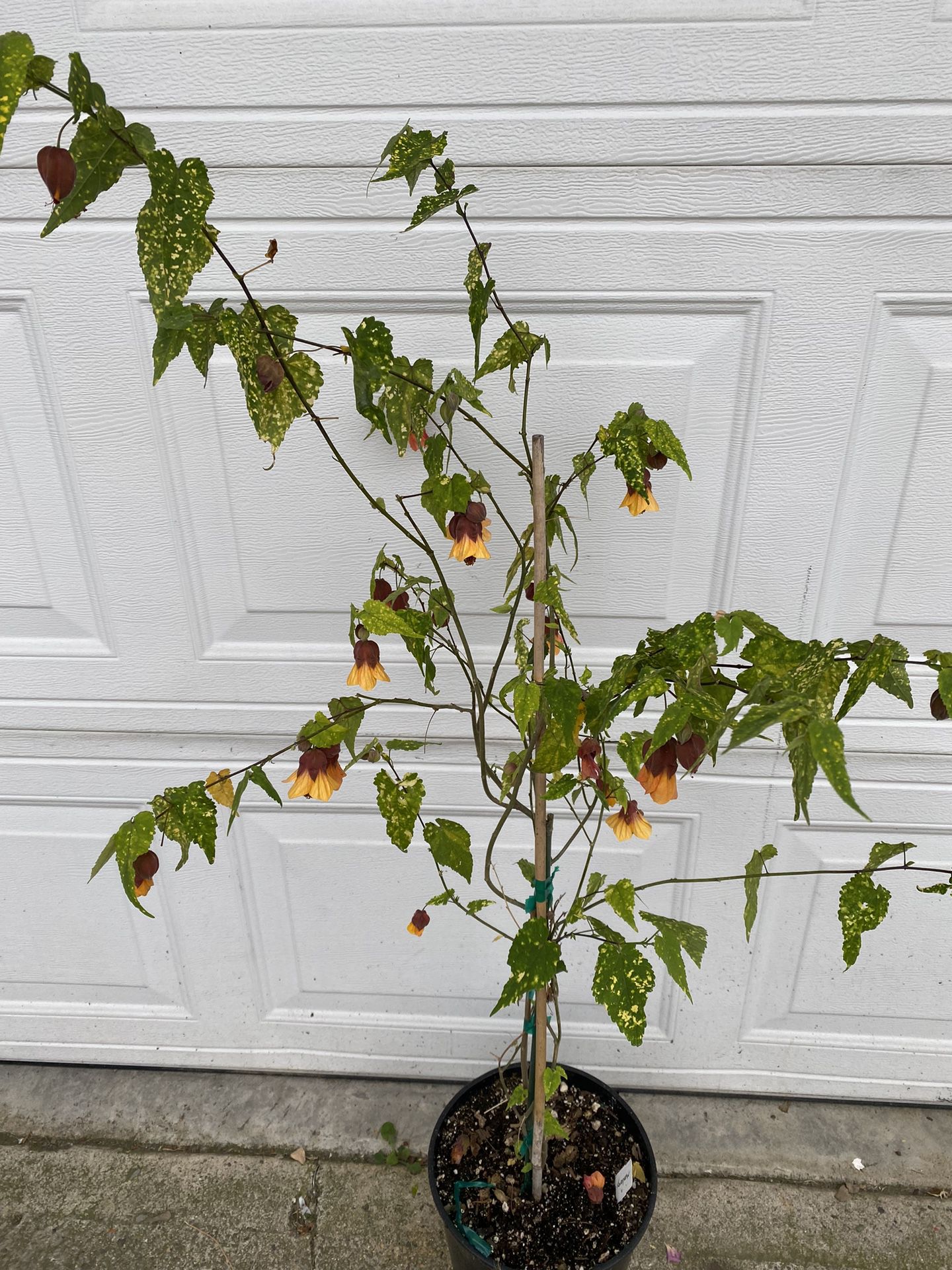 Chinese Lanterns Variegated Leaves Blooming Lucky Plant, Is Outdoor Sun Or Shade Plant. Is In 2 Gallons Pot Pick Up Only
