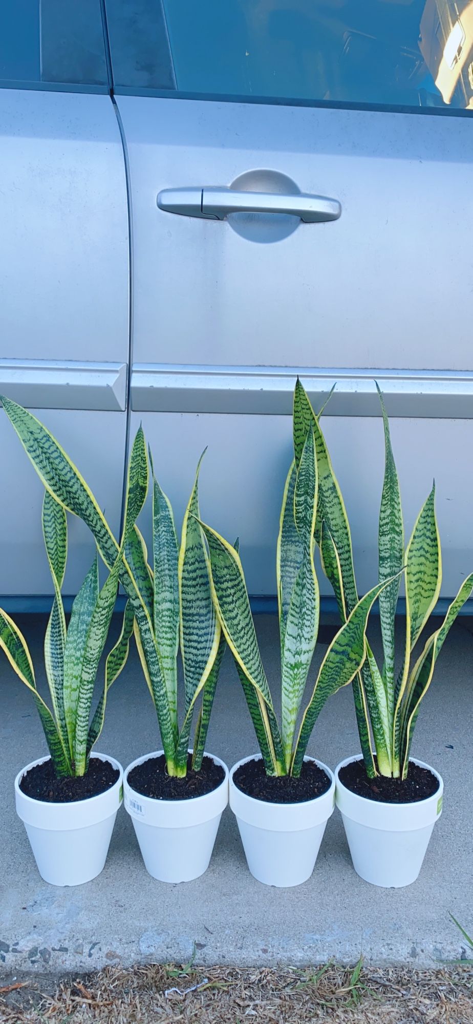 Snake Plants 🪴 $10 each 