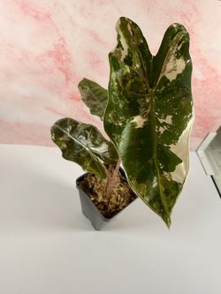 Pseudo sanderiana alocasia plant