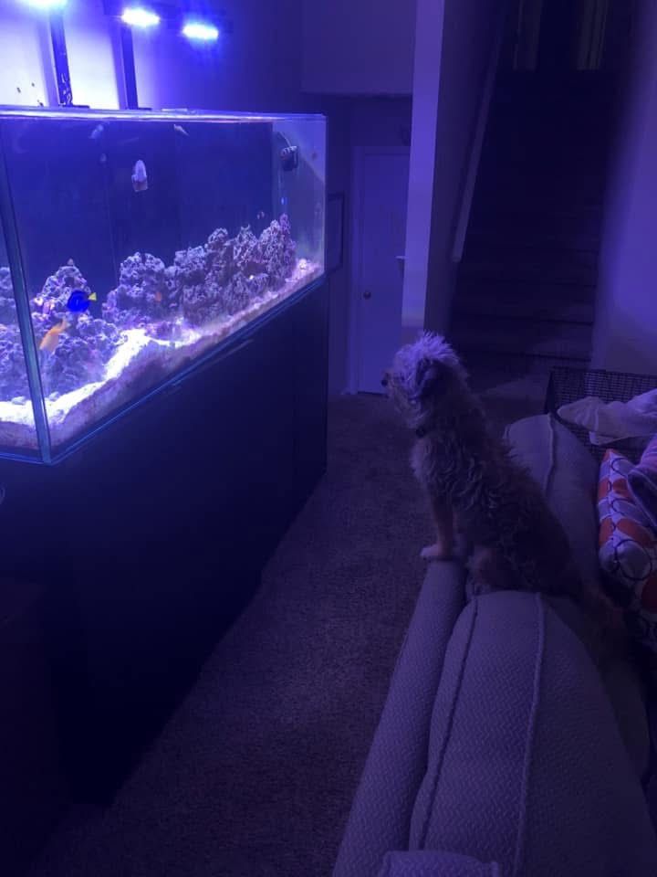 π 220 Gal Freshwater Or Saltwater Aquarium + Stand