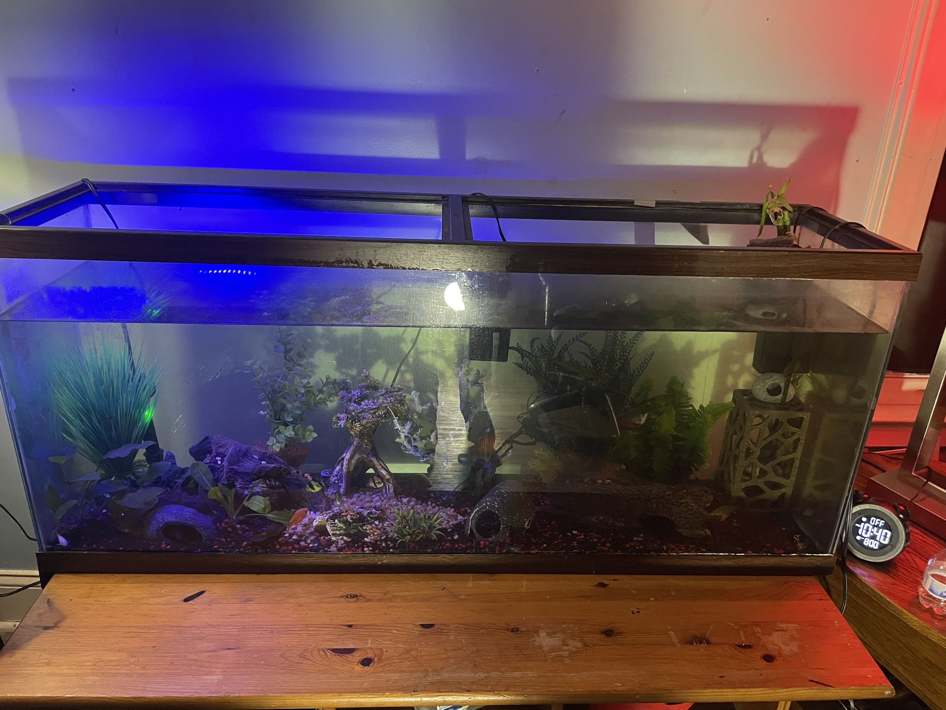 55 Gallon Freshwater Aquarium For Sale 200 Obo Pick Up Only