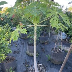 Mexican papaya 