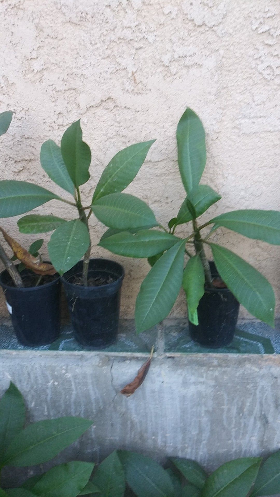 plumeria plants