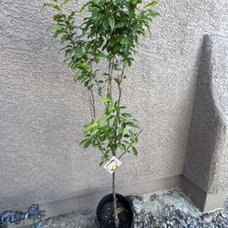 Flavor Grenade Pluot