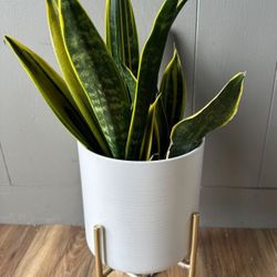 Flame Snake Plant In Modern Planter