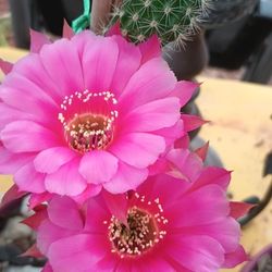 Beautiful Cactus.