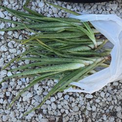 Free aloe plants  10+ available Melrose  park 33312