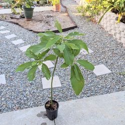 Avocado Plant For Sale 