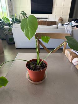 Young Monstera Plants 5”x6”