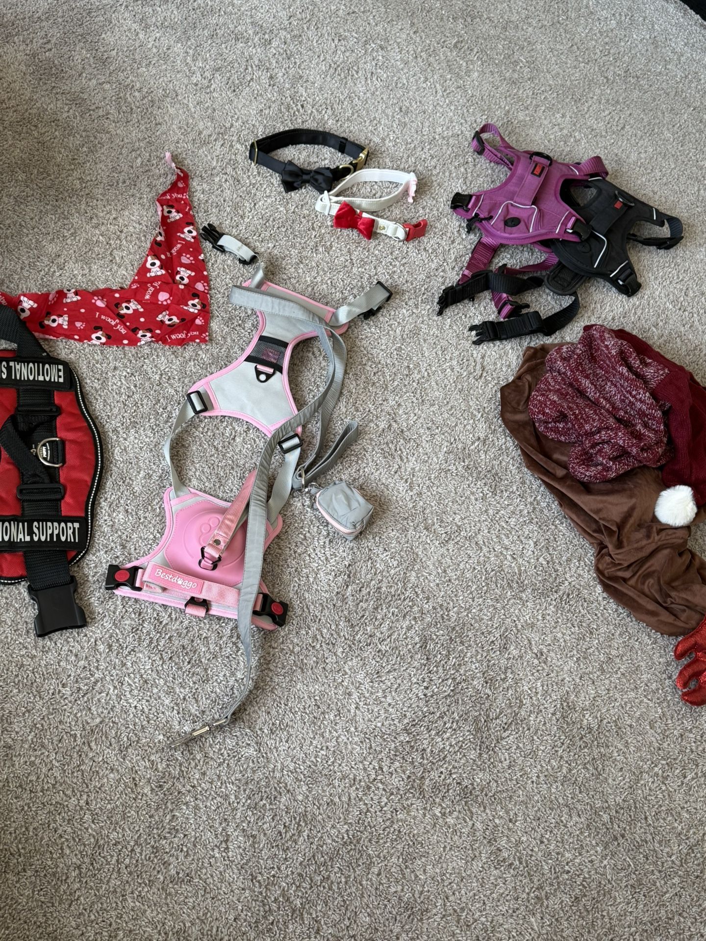 Dog Lot 50 Dollars