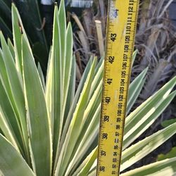 Agave Americana Varigata and Angustifolia Marginata