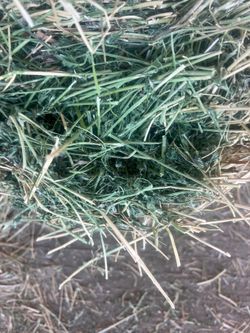 🐎🌾alfalfa 🐎🌾