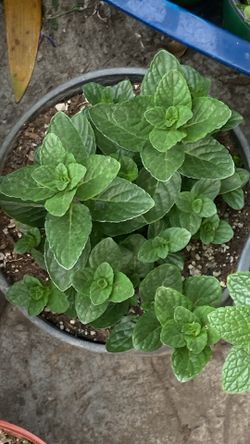 Planta Hierba Buena Y Más