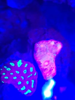 Reef Tank
