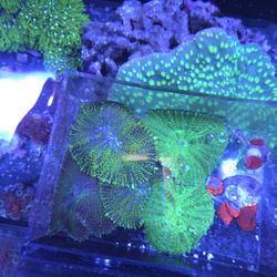 Decorative Coral Green Mushrooms 