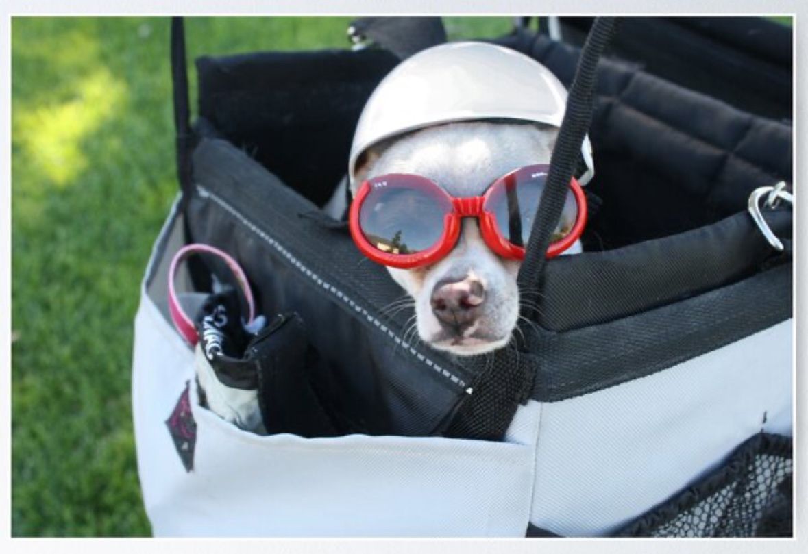 Small Pet Basket for your Bike! Open 2nd Picture For Dimensions. 