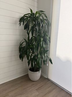 7ft Dracaena Lisa Plant 🪴