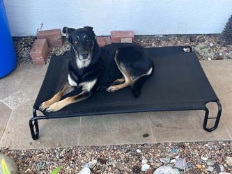 Elevated Dog Cot Outdoor Pet Bed