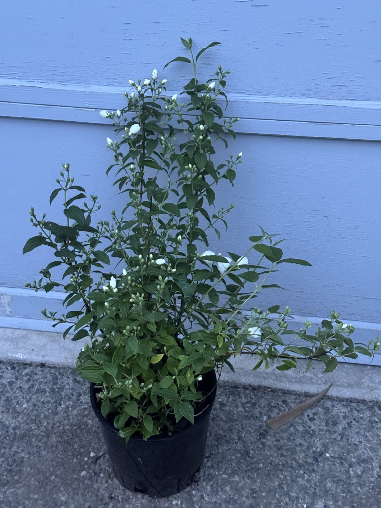 Philadelphus Snow belle Fragrant Shrub