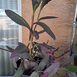 Purple Heart 💜  Succulents 