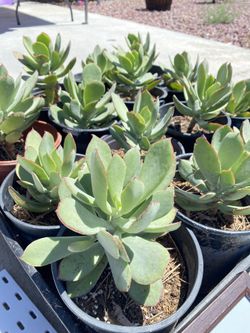 Beautiful Succulent Plants