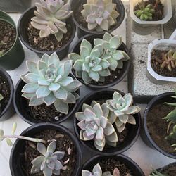 Succulent plants
