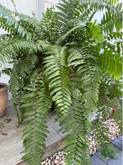 Fern live