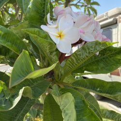 Plumeria Plant Trimmings