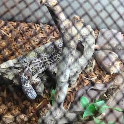 Reptile Enclosure 