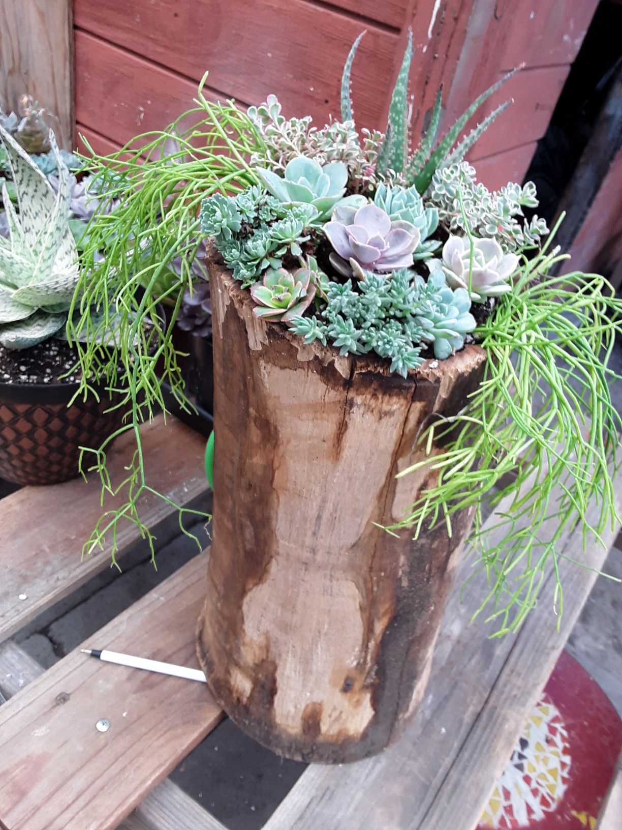 16" wood trunk with succulent plants