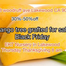 Black Friday Sale Tropical At EKT Nursery