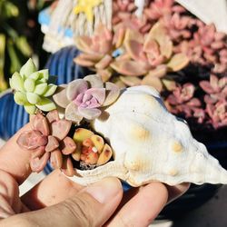 Succulents In Snail 