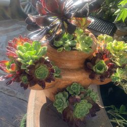 Succulents Plants In Terracotta Pot 