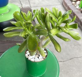 Nice Crassula Ovata In A Small Tin Can Measuring 4” By 4” 