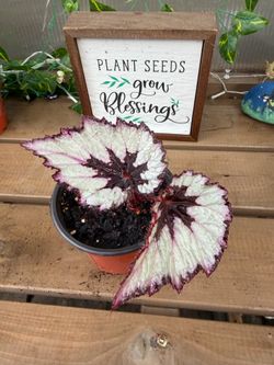 Small begonia rex