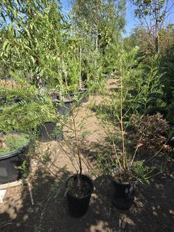 California Pepper Tree 