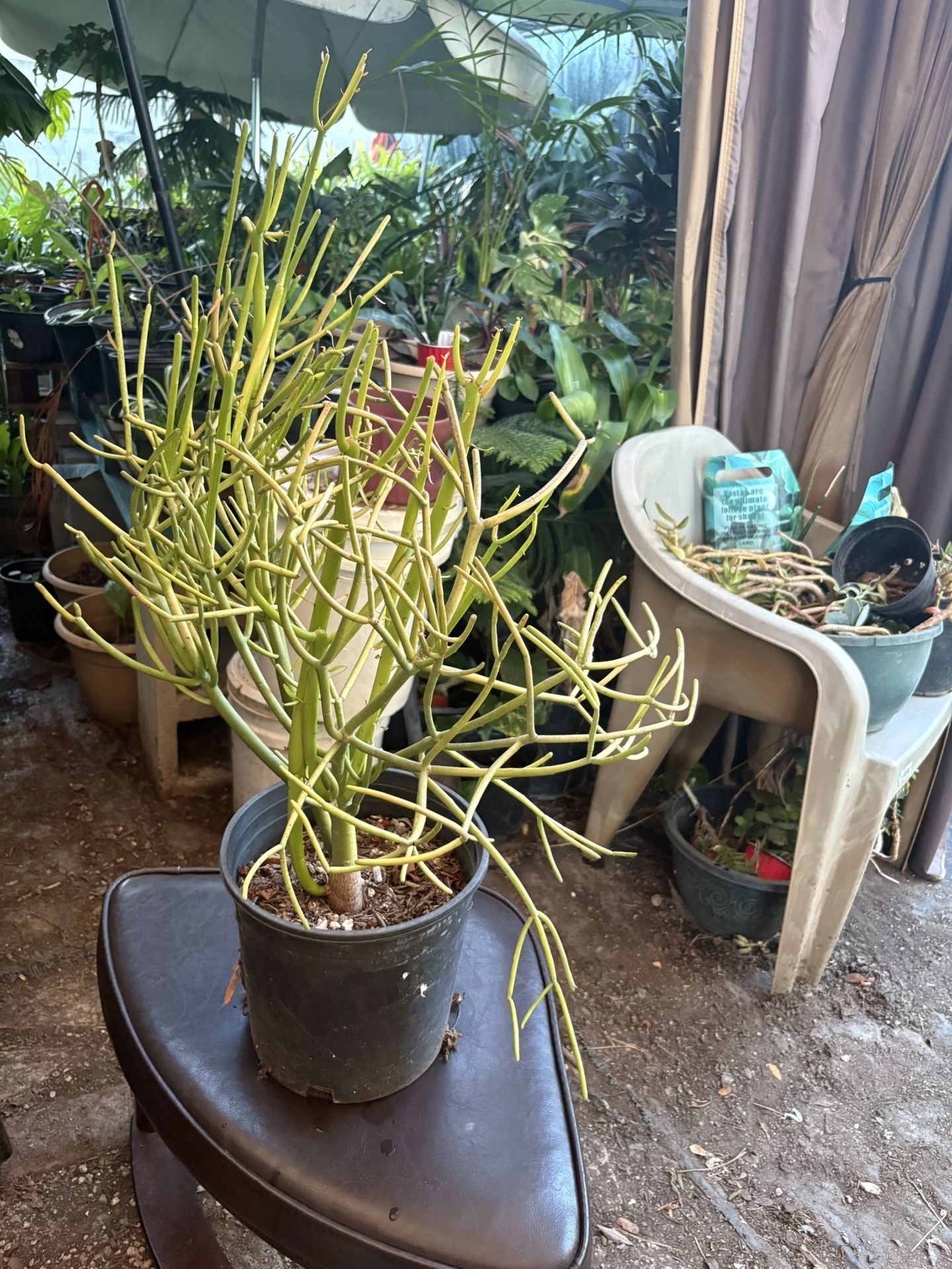 Firestick Plant