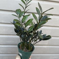 6” Raven Zz Plant 