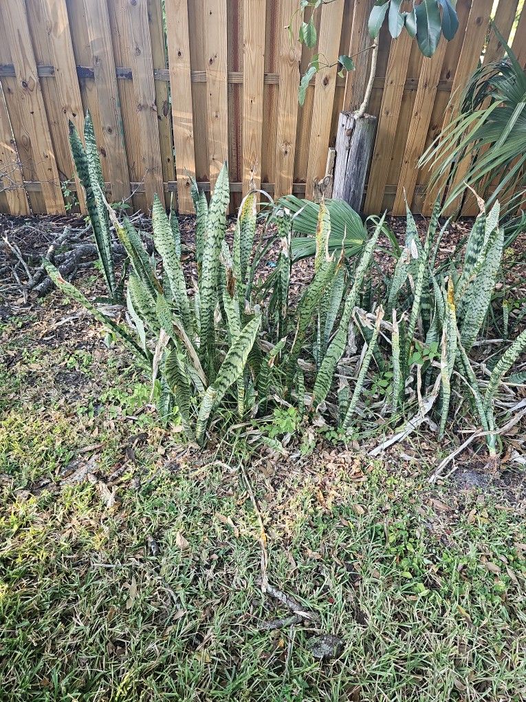 Snake Plants - Free