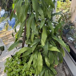 Dracaena Plant With Creeping Charlie 