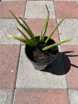 Aloe Vera Plant