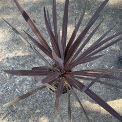 Red Star Cordyline Plant 